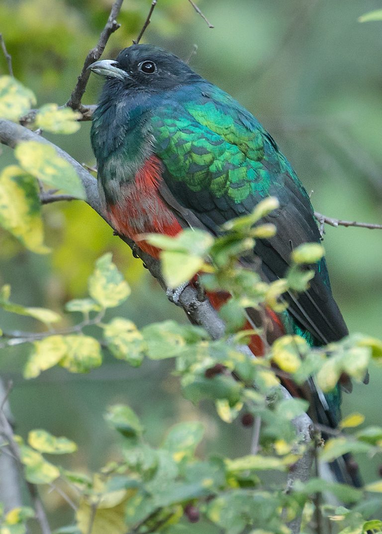 Eared Quetzal